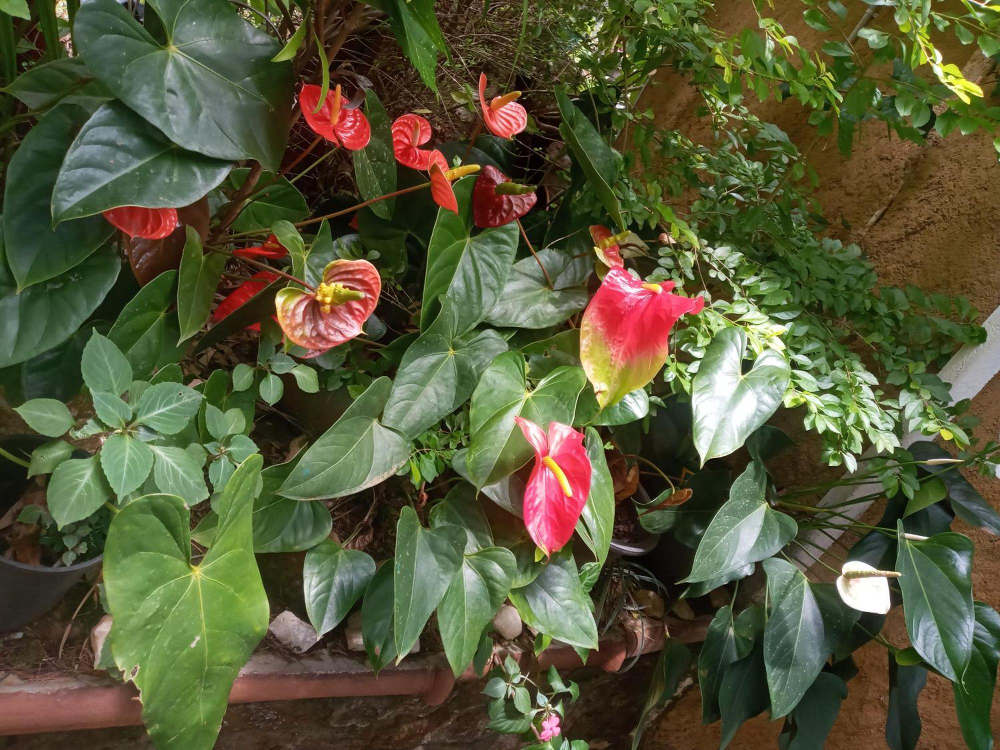 Nethsara Cottage Ella Ngoại thất bức ảnh