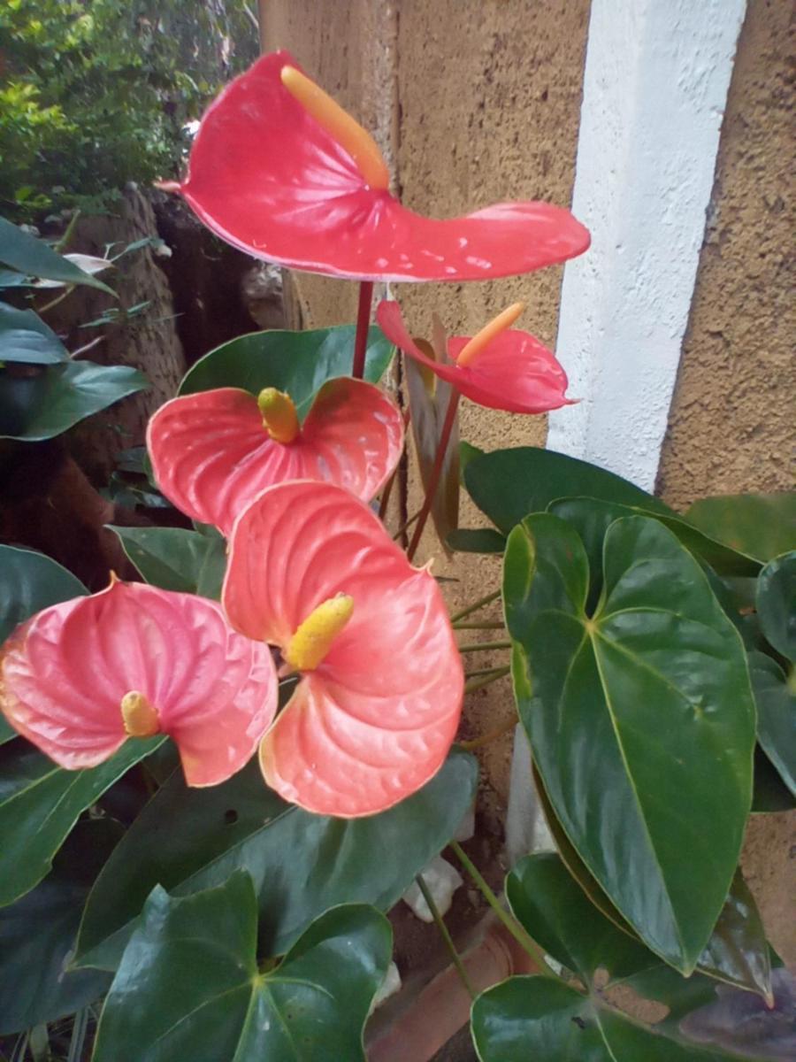 Nethsara Cottage Ella Phòng bức ảnh